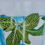 CAITLYN SPECTRUM CLOSEUP2