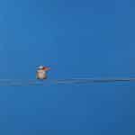 NECTOR – DOMESTIC MEDITATIONS (4)